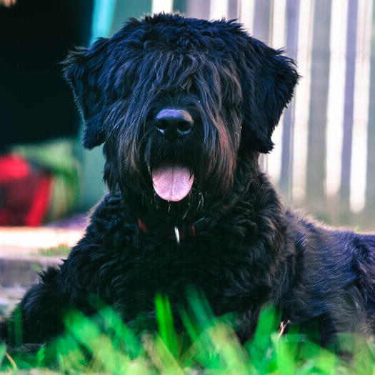 Working bouvier hot sale breeders